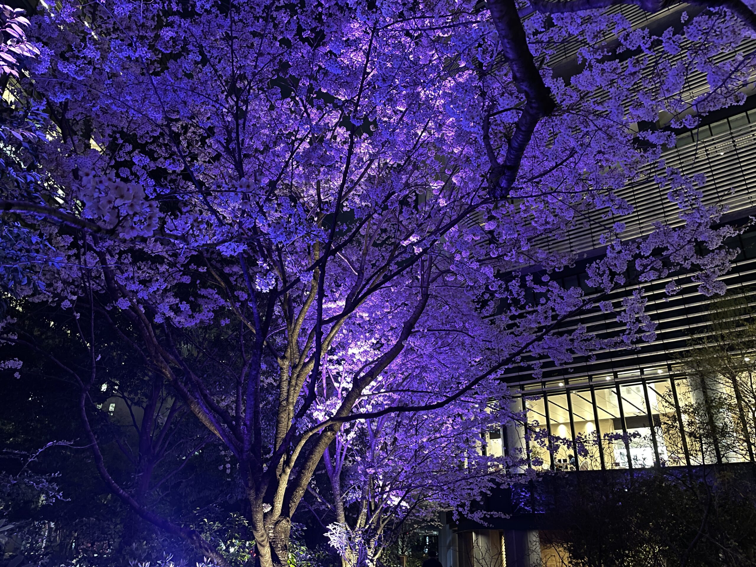 桜花抄 | Junichi Shindoh, MD, PhD